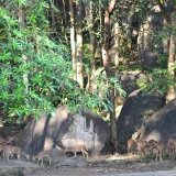 Neyyar Wildlife Sanctuary Trivandrum 